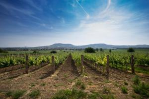 Penzion a vinařství Lelíkovi