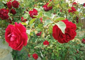 B&B S'ARROSA ANTIGA img9