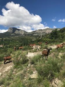 Maisons de vacances Gite a la ferme La Bedigue : photos des chambres