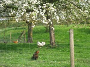 B&B / Chambres d'hotes Le Moulin de l`Epinay : photos des chambres