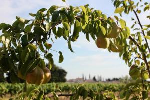 B&B / Chambres d'hotes Le Clos Vitis : photos des chambres