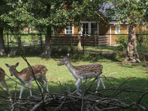 Vakantiehuisjes Landgoed Sonneborghe