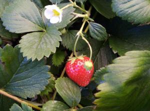 Sejours chez l'habitant Fraisier, du site ledomainedesdiamants : photos des chambres