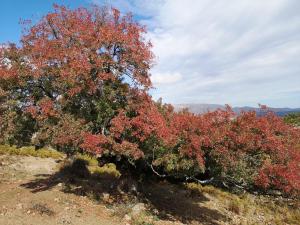 Hotel Miramonti Seulo Turismo Rurale img39