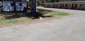 Pine Grove Motel