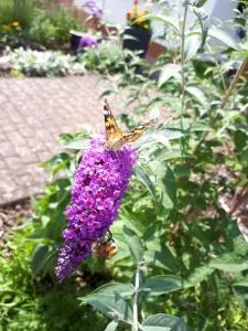 Ferienwohnung Emma - Kanzem