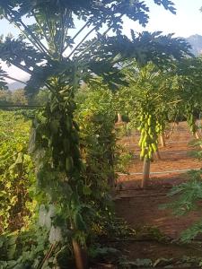 Blue Mountain Resort