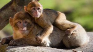 Villas La Brie a 15mn de Disneyland et Village Nature : photos des chambres