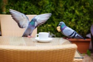 Hotels Hotel restaurant Oasis : photos des chambres