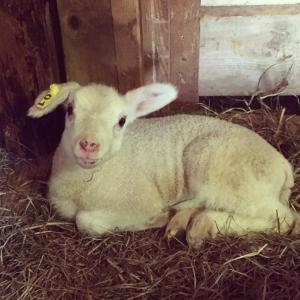Fat Sheep Farm & Cabins