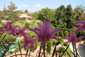 El jardín de la abuela