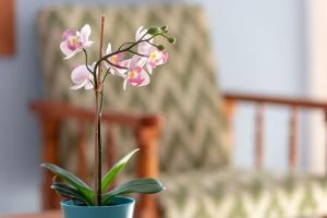 Apartamento Portosun Cornet