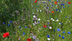 Maisons de vacances Sud Bretagne Concarneau Tregunc Pont-avenTyruzall : photos des chambres