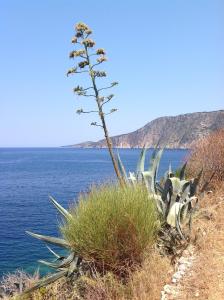 Evangelia Kefalloniá Greece