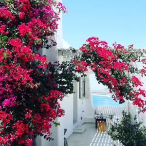 Villa Mousa Naxos Greece