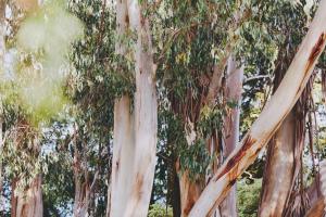 Dalblair Bed & Breakfast