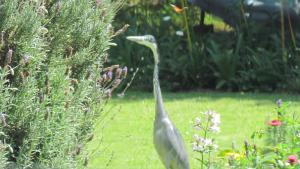 Springbank Guest Suite