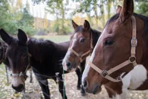 CASA RURAL AMADOR - Pitarque