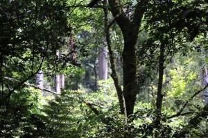 Linden Gardens Rainforest Retreat