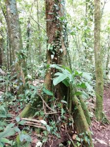 Aves de Tierras Altas