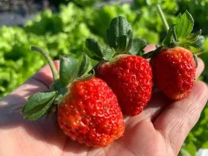 兆億申襄采民宿1741 Zhao Yì Shen Xiang Cai Homestay 1741 - Hsia-ssu-ts'un