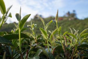 เลาลีฮิลล์รีสอร์ท Laulee hill resort