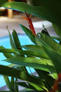 Villa Vermelha - Altos de Trancoso