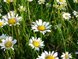 Ferienwohnungen Gastager