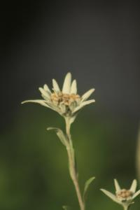 Ferienwohnungen Gastager