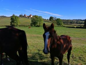 B&B / Chambres d'hotes Maison Mazille : photos des chambres