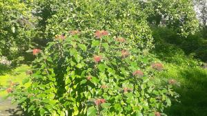 Carrubo - Giardino in città