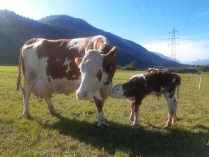 Bauernhof Oberlöffele