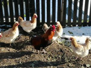 Landhaus Zangerl - Kobelerhof