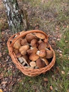 Monti Domki całoroczne