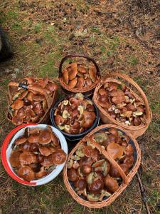 Monti Domki całoroczne