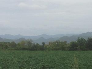 Jardin De Mangue Pakchong