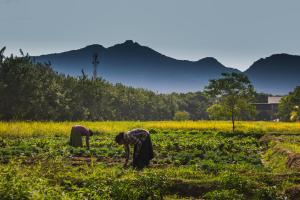 Sigiriana Resort by Thilanka