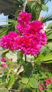 Phong Nha Love Homestay