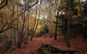 Chalet in the Forest Achaia Greece