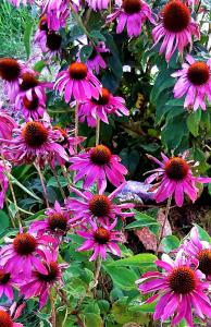 Pokoje gościnne Neptunia