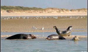 Maisons de vacances SEA-YOU Etaples-Le Touquet : photos des chambres
