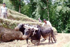 Kalimpong Village Retreat