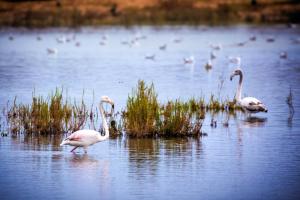 Salgados, Relax & Fun for family