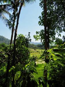 Green Vanilla Bungalow