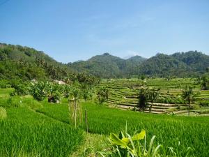 Green Vanilla Bungalow