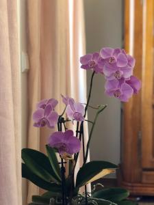 A&N Prestige Apartments "Attika" close to BASEL and Rhine river