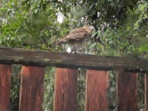 Cabaa Radal en Coaripe cerca del lago Calafqun