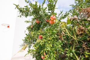 Studios KOULA 2-KOULA