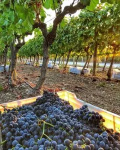 两客房酒店 - Barbaros