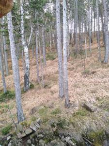 Apartmani Milojević